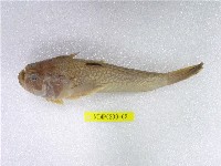 藏品(日本瞻星魚)的圖片